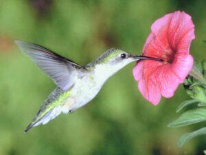 Colibri Tantra Esencia de Vida