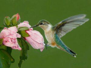Colibri Tantra Esencia de Vida