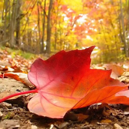 Hoja camino otoño Tantra Esencia de Vida