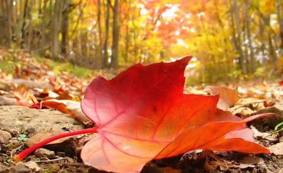 Hoja camino otoño Tantra Esencia de Vida